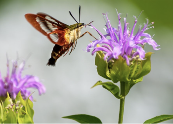 Turn Off the Lights and Bring the Kids: Arlington’s Free Moth Night Is This Wednesday, and It’s the Kind of Family Outing That’ll Surprise You