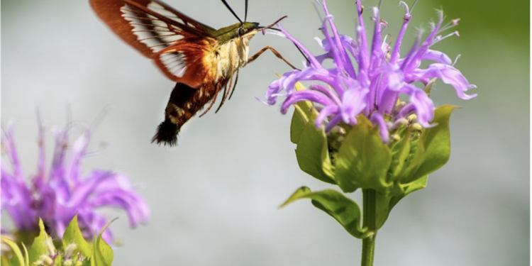 Turn Off the Lights and Bring the Kids: Arlington’s Free Moth Night Is This Wednesday, and It’s the Kind of Family Outing That’ll Surprise You