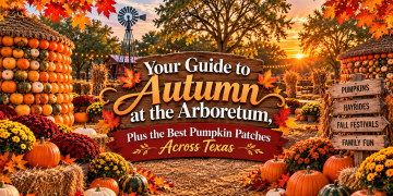 Your Guide to Autumn at the Arboretum, Plus the Best Pumpkin Patches Across Texas This Fall
