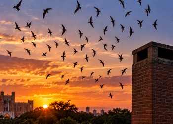 Watch the Sky Turn Into a Living Tornado: Swift Night Out Returns to Rice University