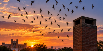 Watch the Sky Turn Into a Living Tornado: Swift Night Out Returns to Rice University