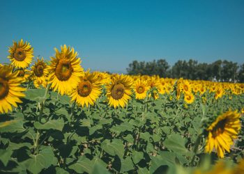 Texas Sunflower Season Is Here: Where to See — and Pick — the State’s Prettiest Fields From Now Through Fall
