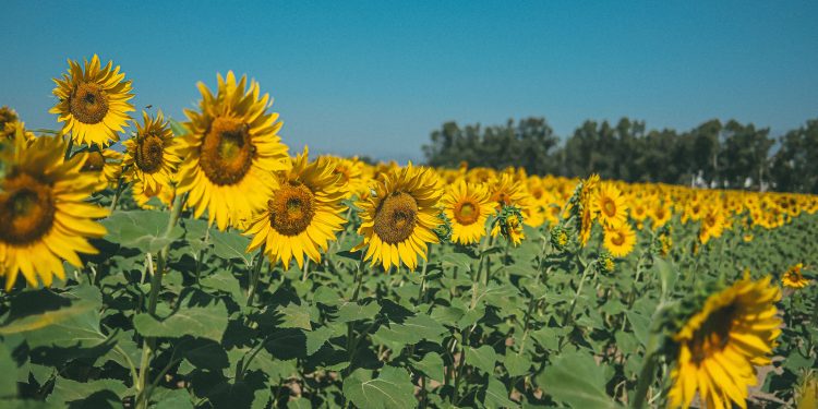 Texas Sunflower Season Is Here: Where to See — and Pick — the State’s Prettiest Fields From Now Through Fall